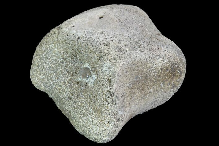 Hadrosaur Foot Bone - Alberta (Disposition #-) #100489